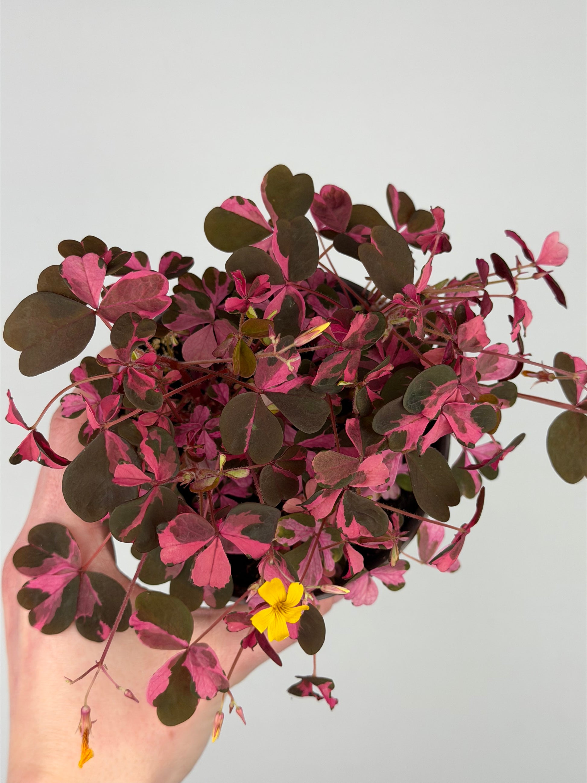Oxalis Vulcanicola 'Plum Crazy' Oxalis Tropical Corner