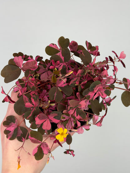 Oxalis Vulcanicola 'Plum Crazy' Oxalis Tropical Corner