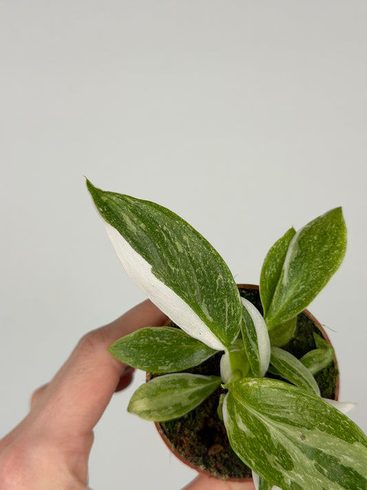 Philodendron "White Princess"