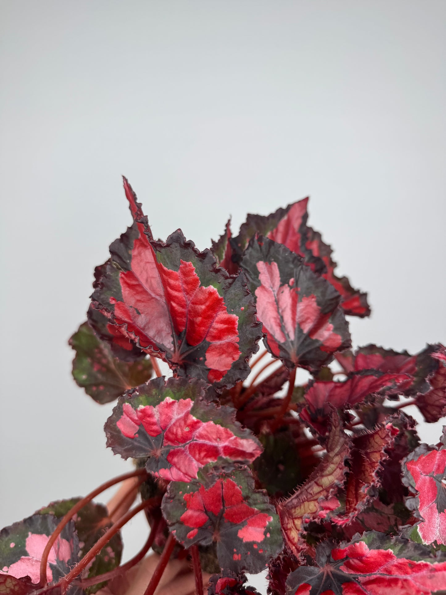 Begonia “Red Kiss”