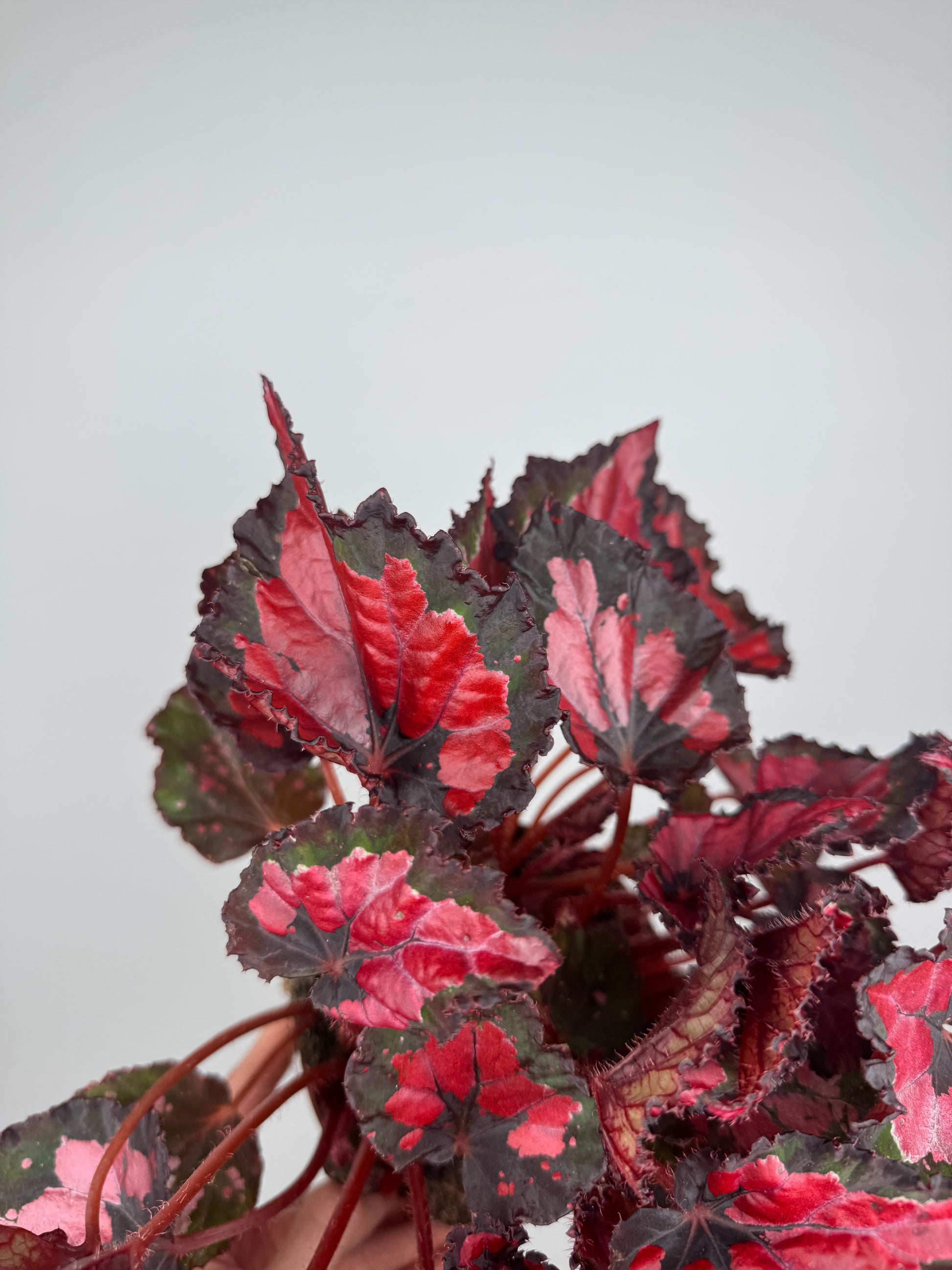 Begonia “Red Kiss”