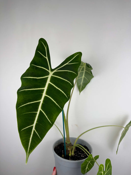 Alocasia Micholitziana Frydek | Alice