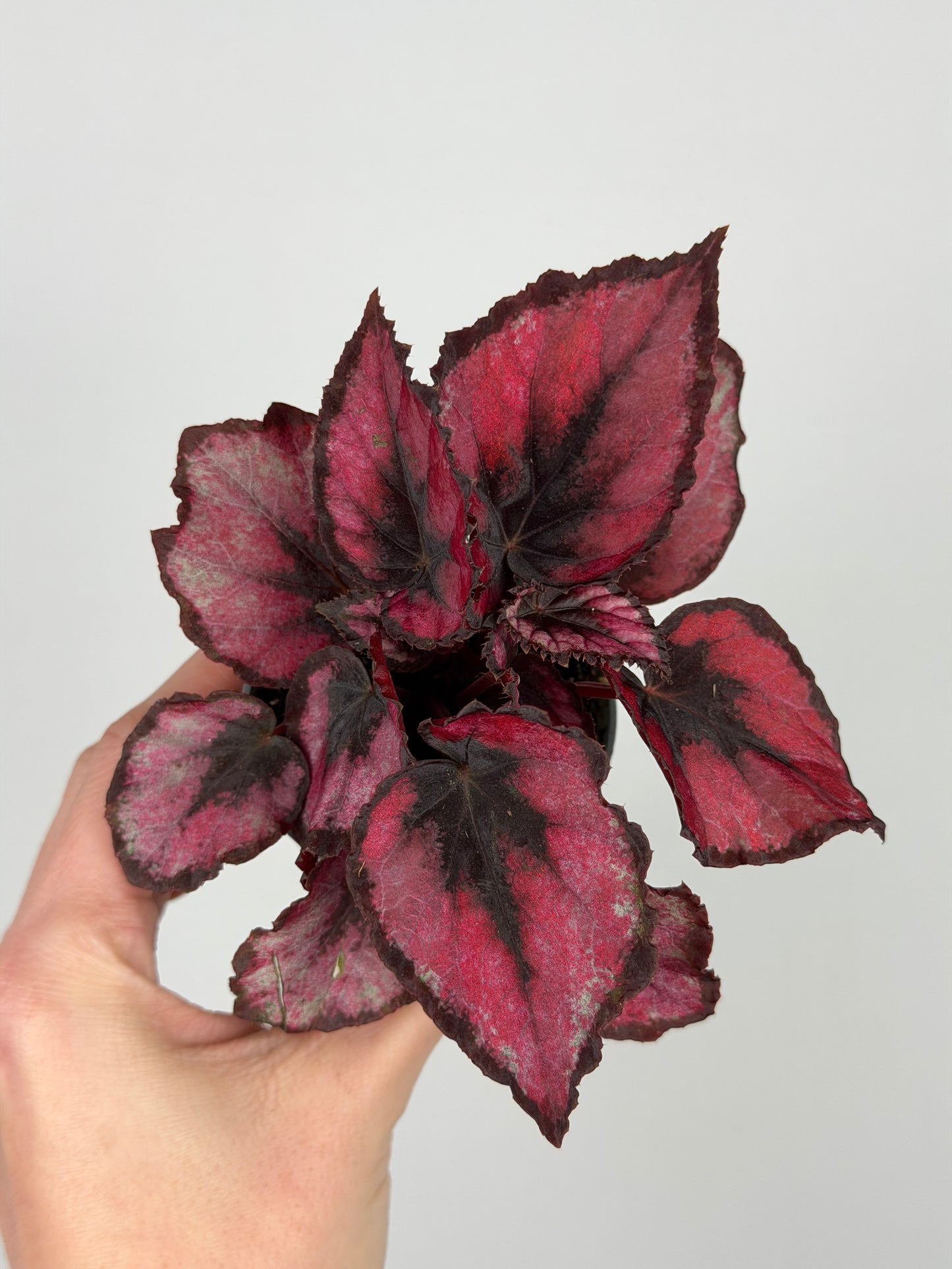Begonia “Red Kiss”