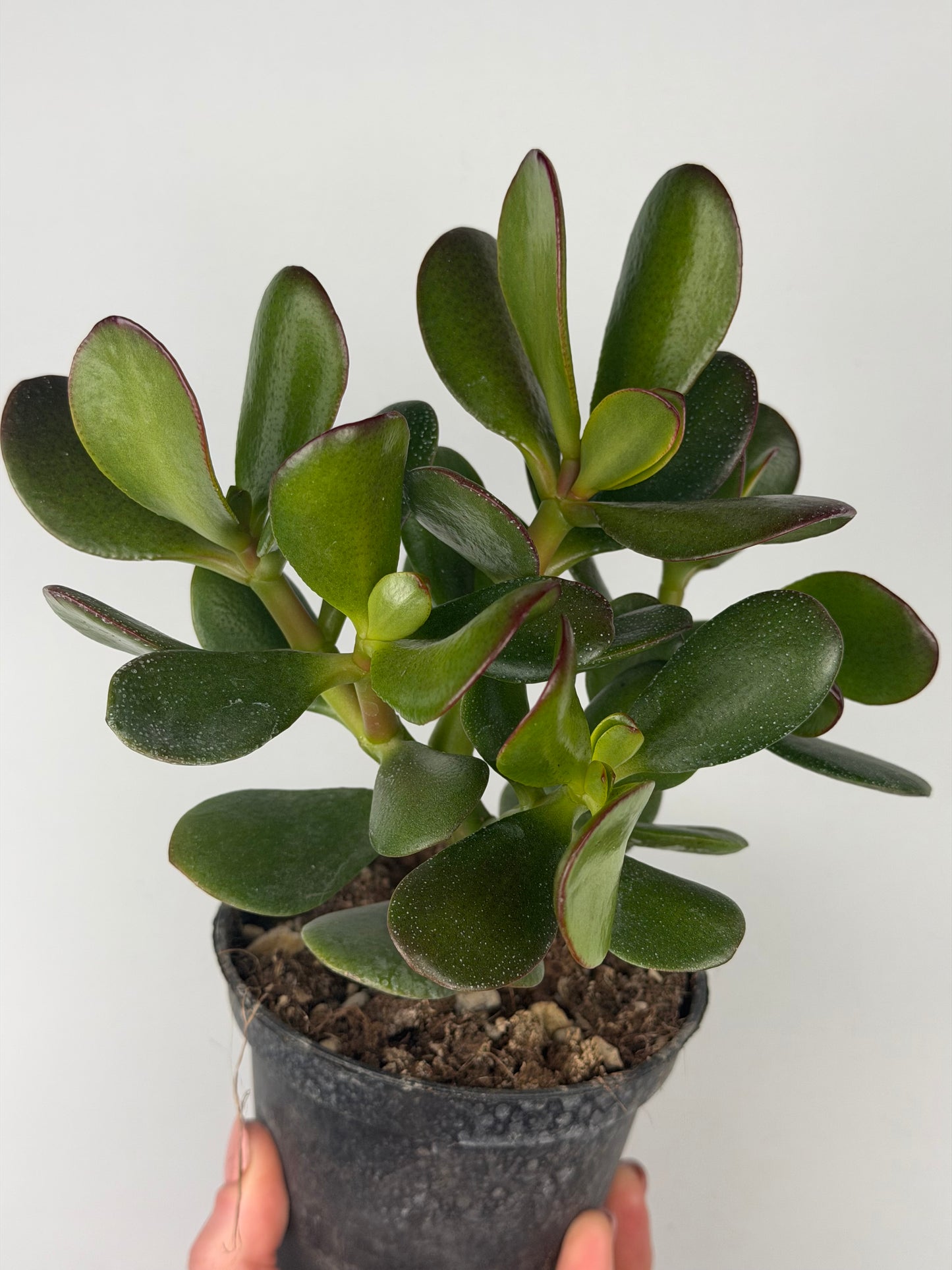 Crassula ovata Crassula Tropical Corner
