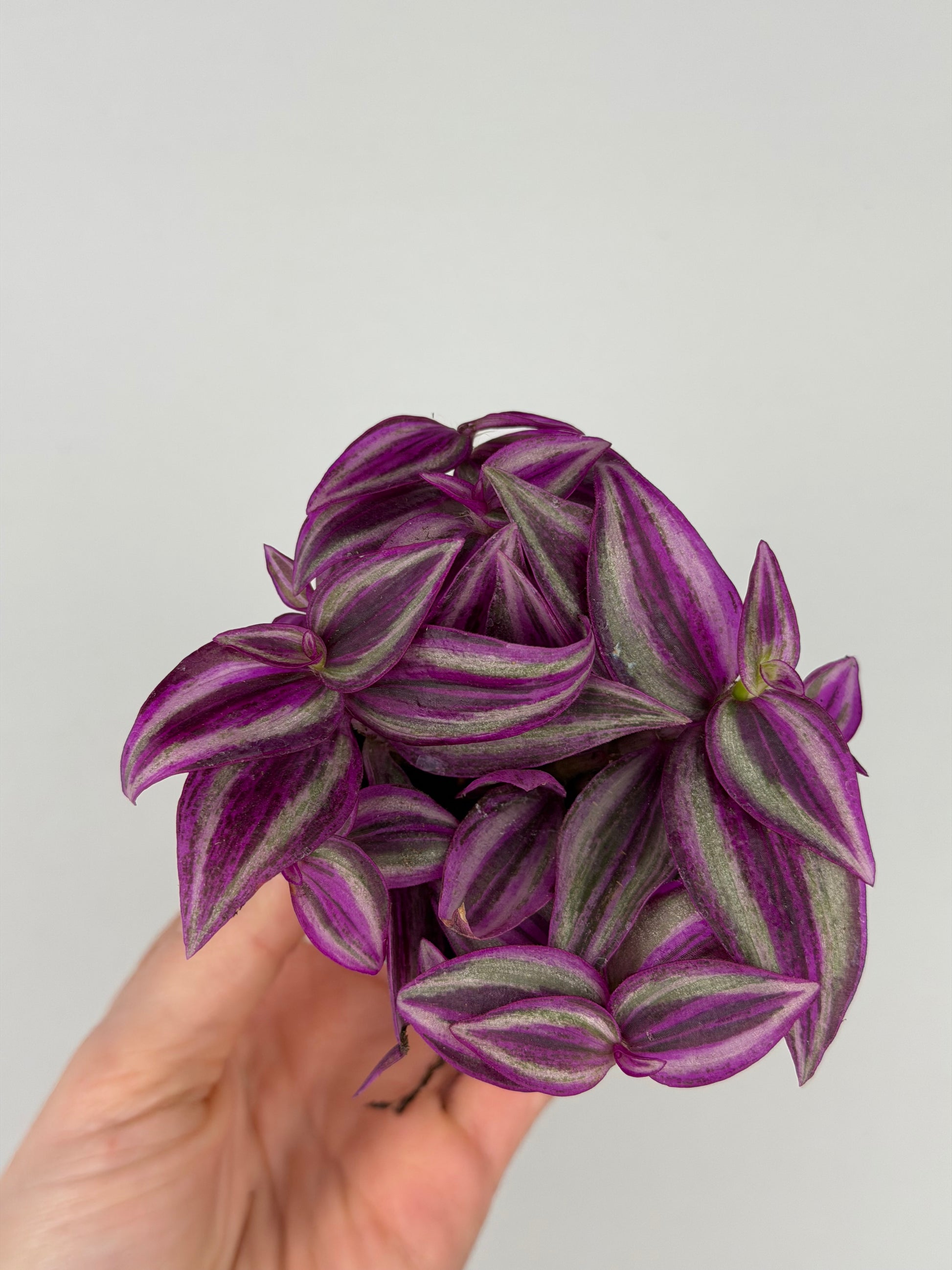 Tradescantia 'Pink Paradise'