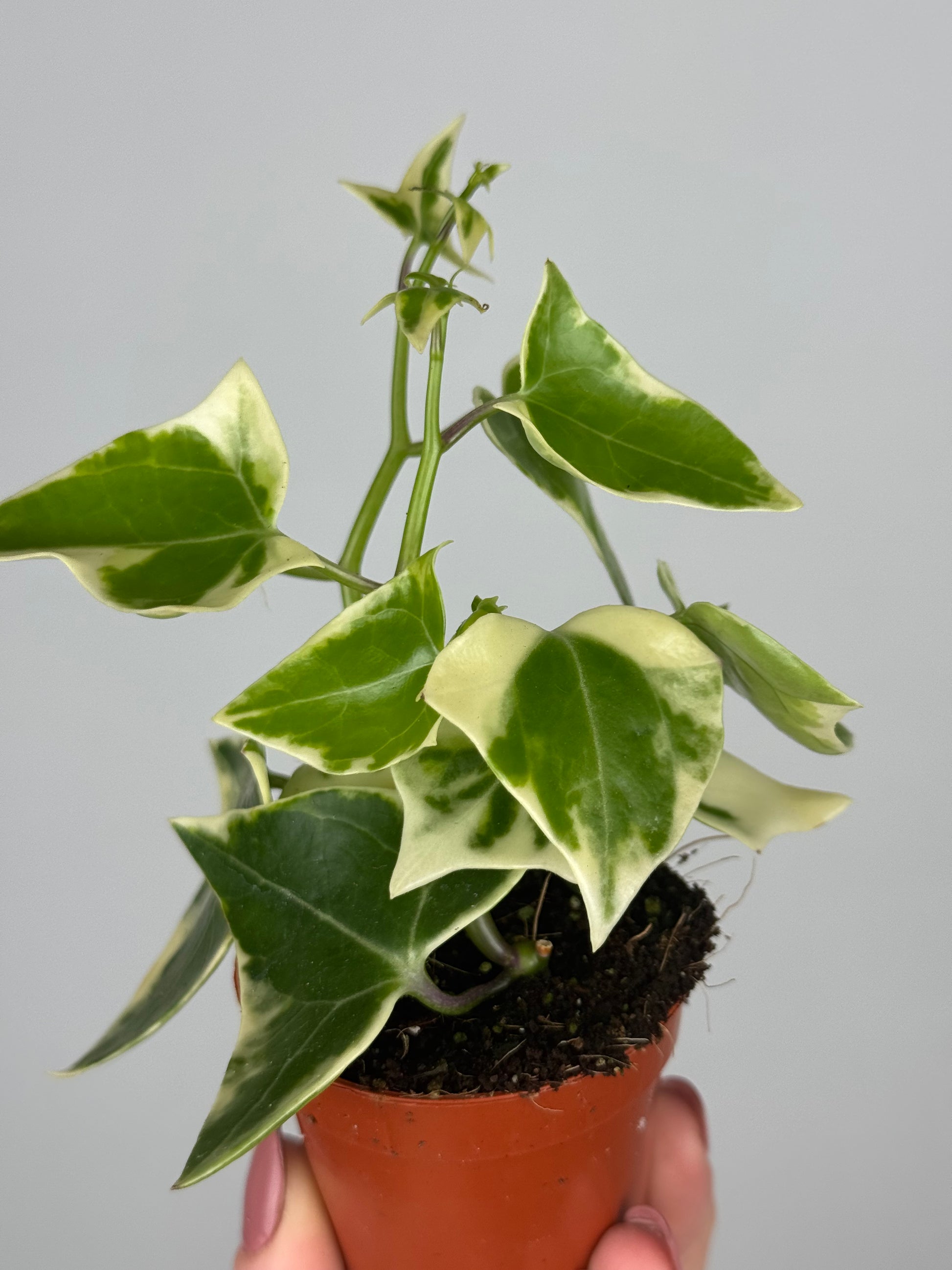 Senecio macroglossus 'Variegatus'