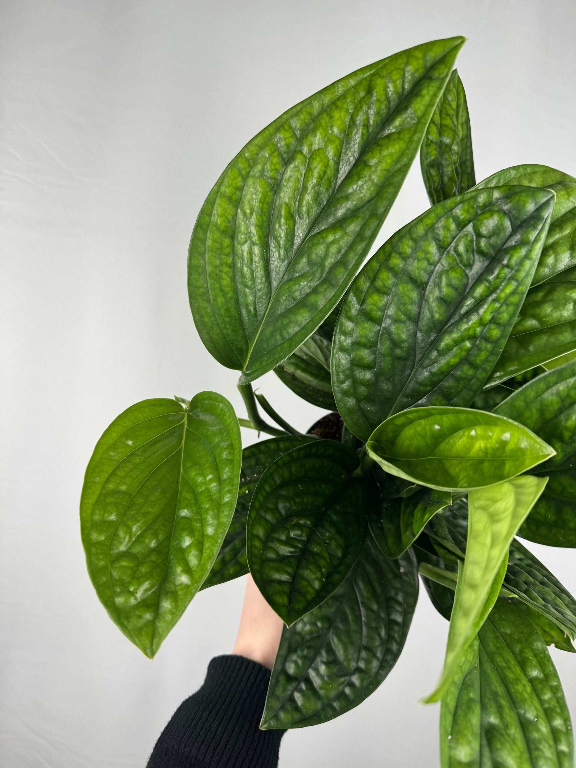 marble planet pothos Epipremnum pinnatum “Marble Planet” – Tropical Corner