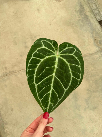 Anthurium Crystallinum