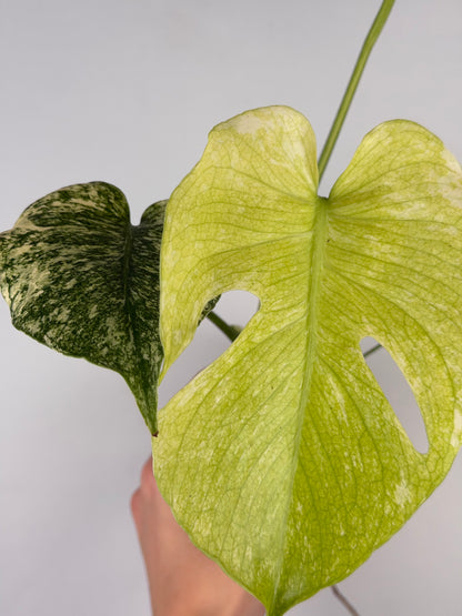 Monstera Mint
