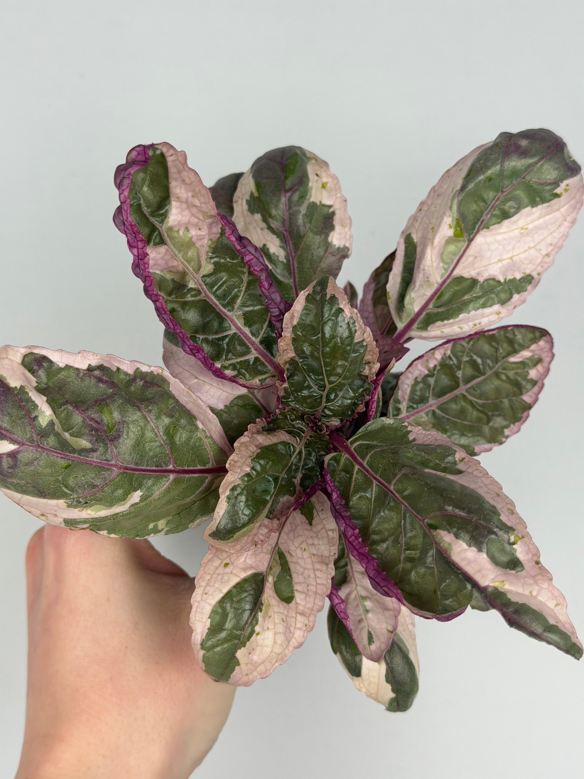 Hemigraphis alternata 'Snow White' Hemigraphis Tropical Corner