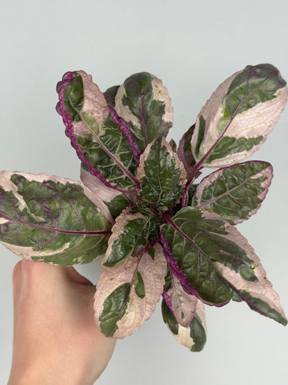 Hemigraphis alternata 'Snow White' Hemigraphis Tropical Corner