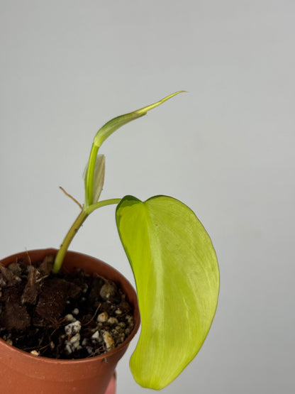 Philodendron Scandens Brasil | Florian