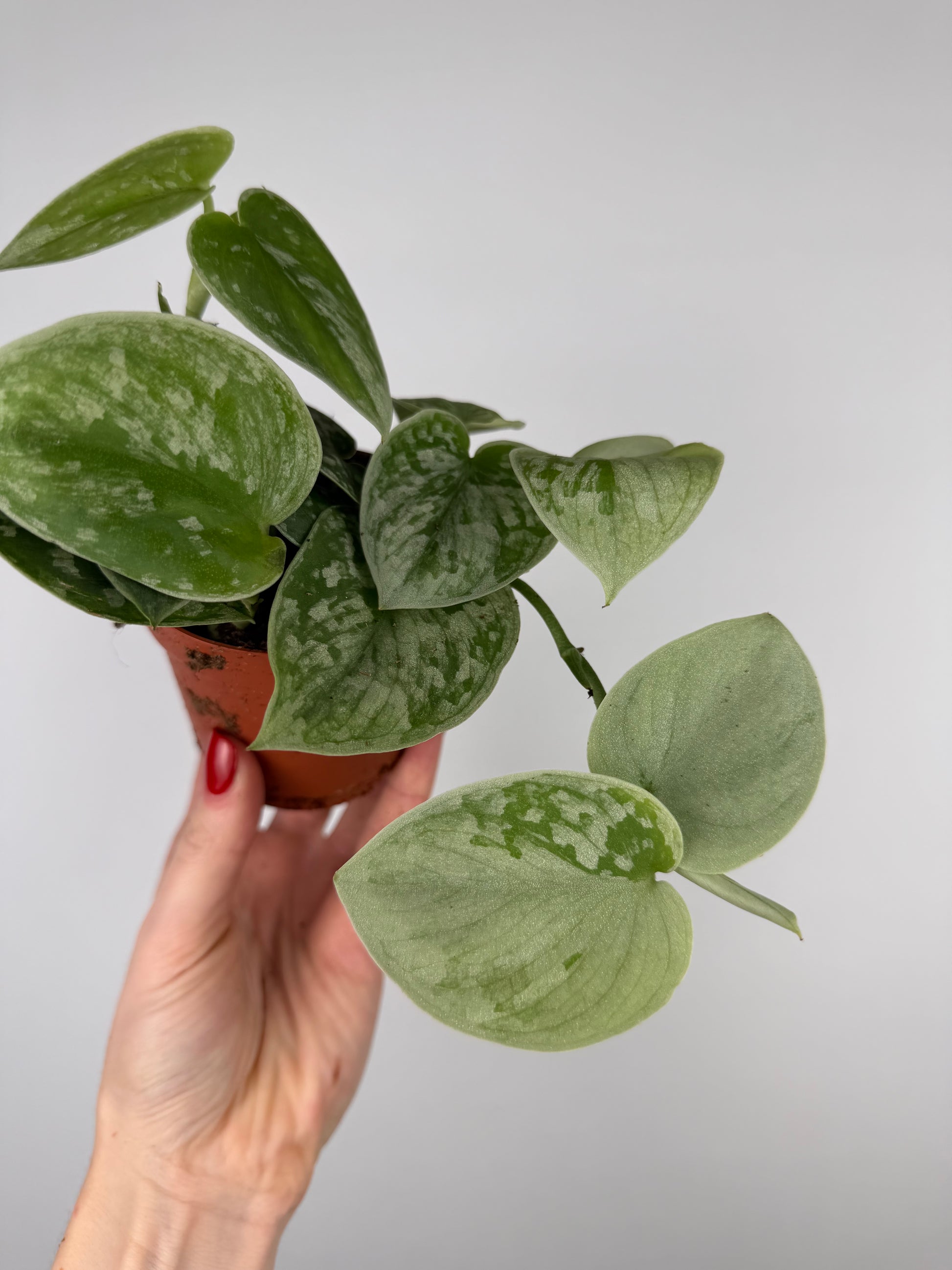 Scindapsus Pictus 'Silvery Ann'