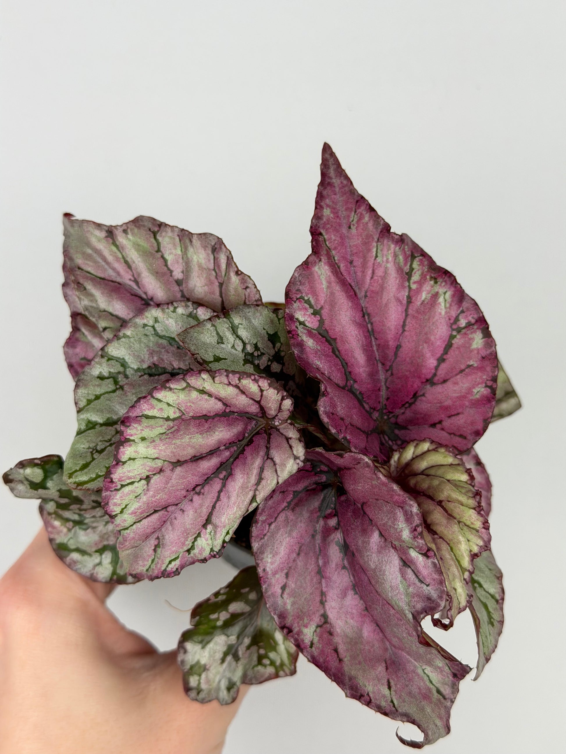 Begonia 'Hugh McLauchlan'