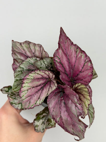 Begonia 'Hugh McLauchlan'