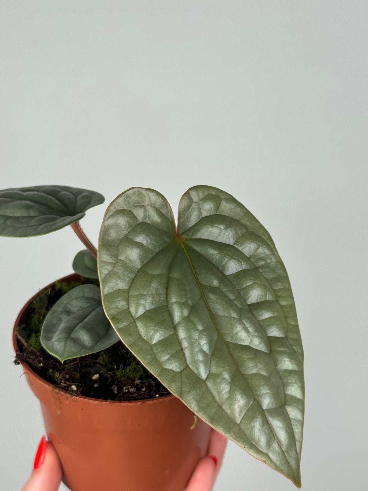 Anthurium Luxurians