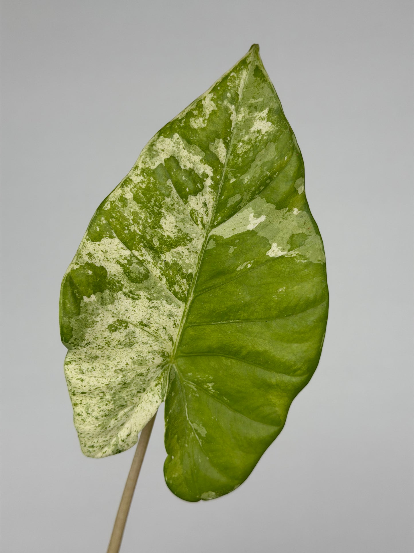 Alocasia Macrorrhiza Splash | Moka