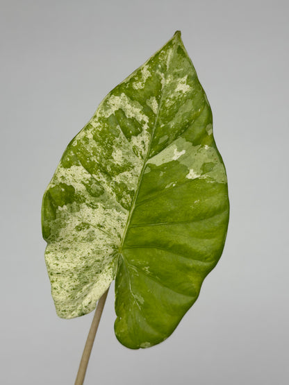Alocasia Macrorrhiza Splash | Moka
