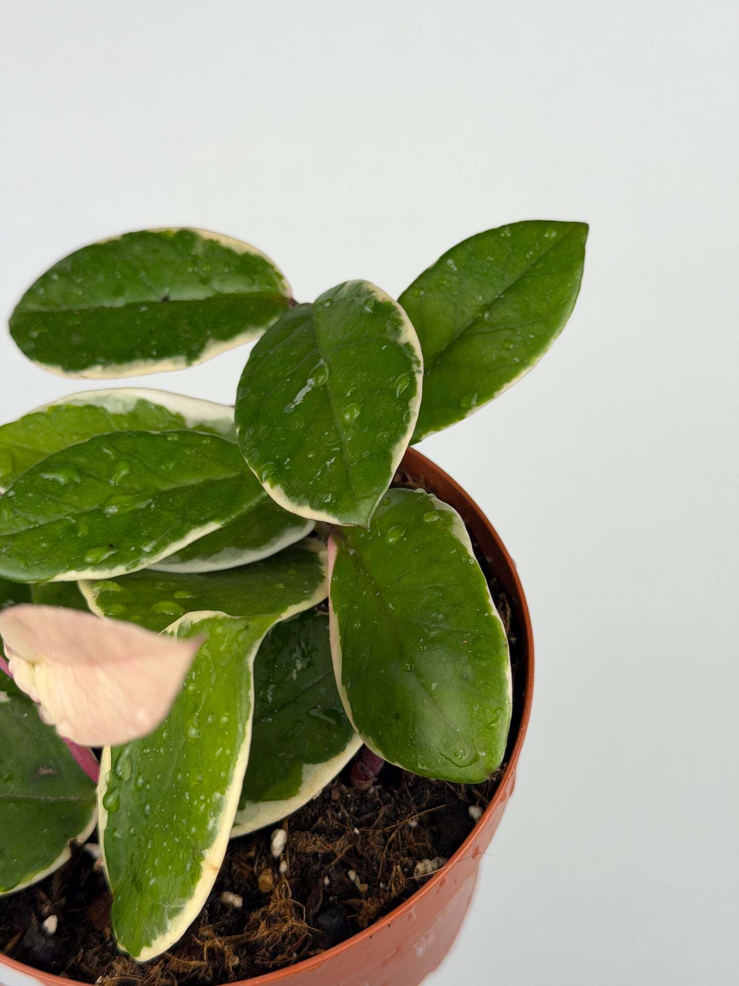 Hoya Flamingo Dream | Sage