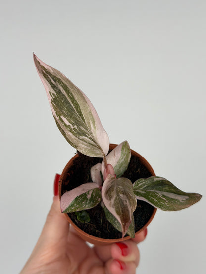 Philodendron Pink Princess