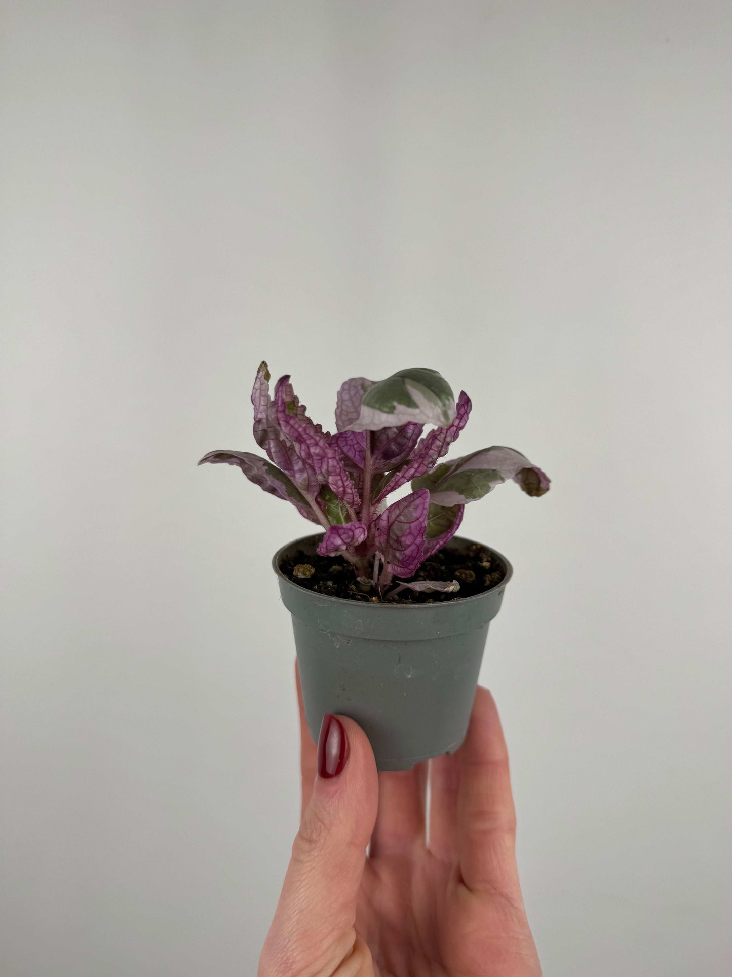 Hemigraphis alternata “Snow white”