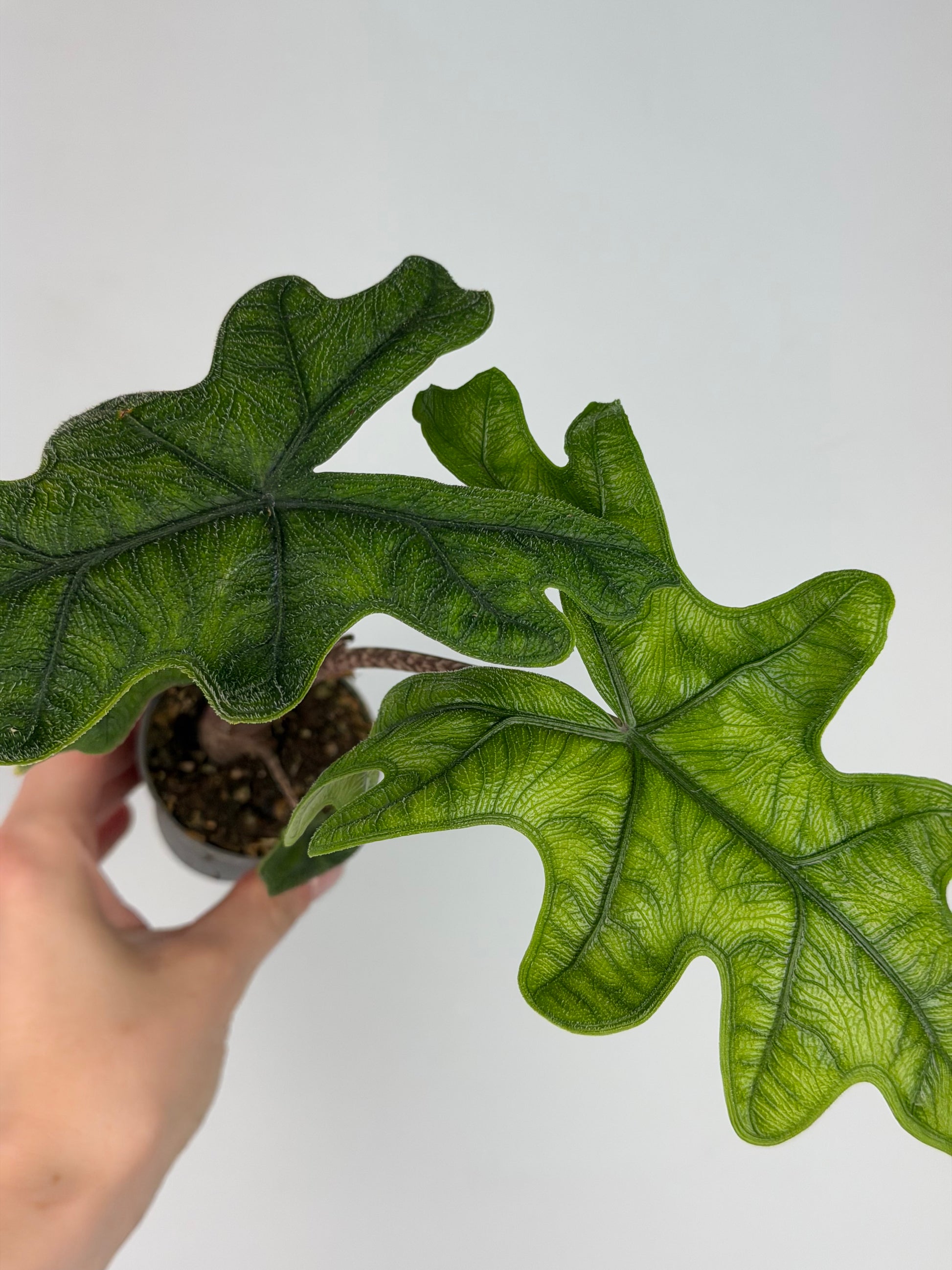 Alocasia Jacklyn Alocasia Tropical Corner