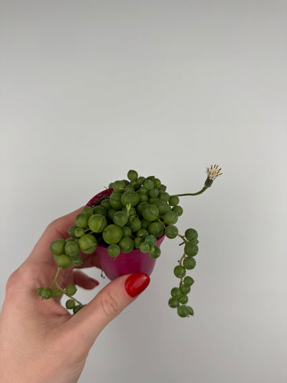 Senecio Rowleyanus