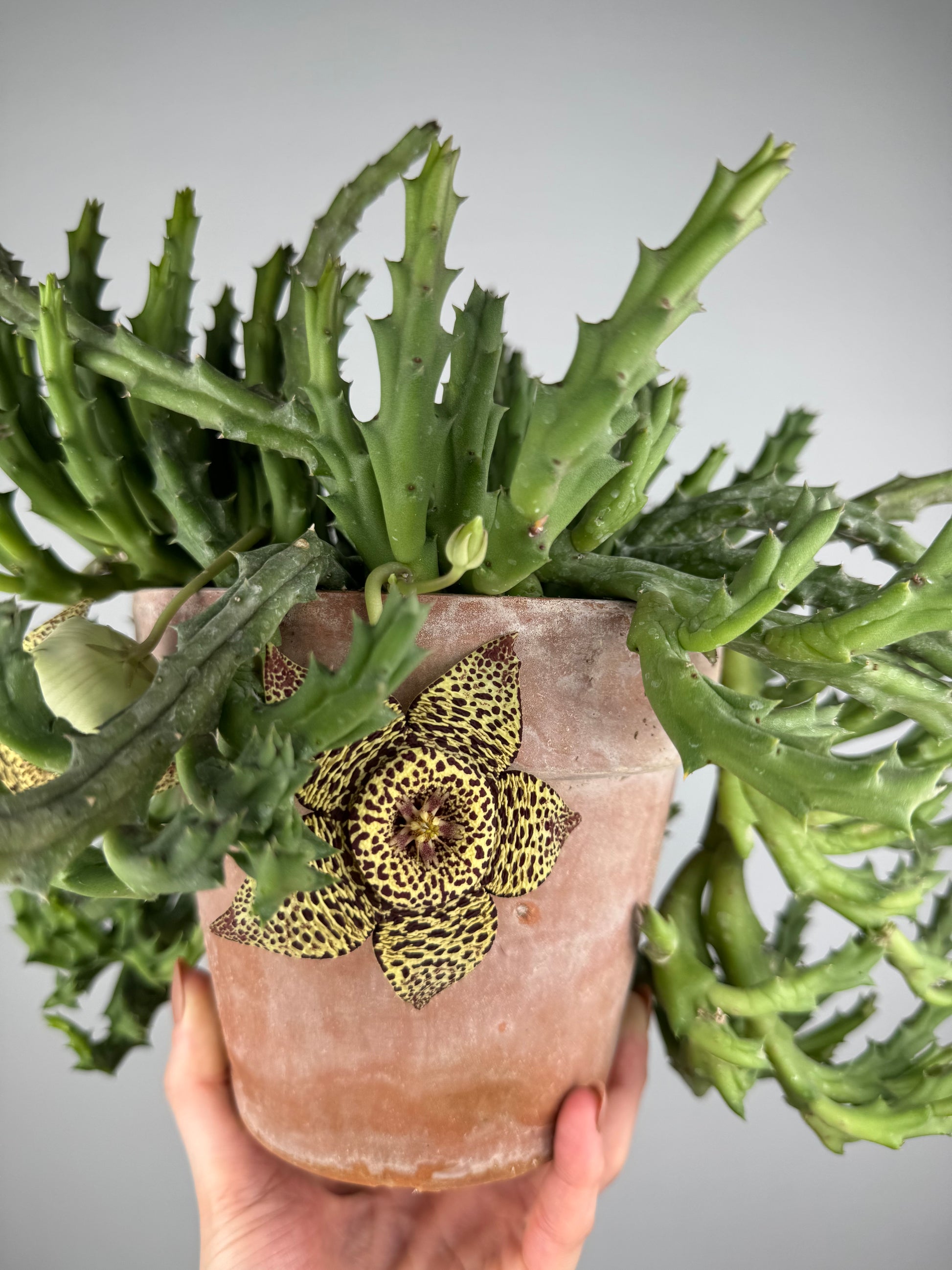 Stapelia Huernia “Variegata”