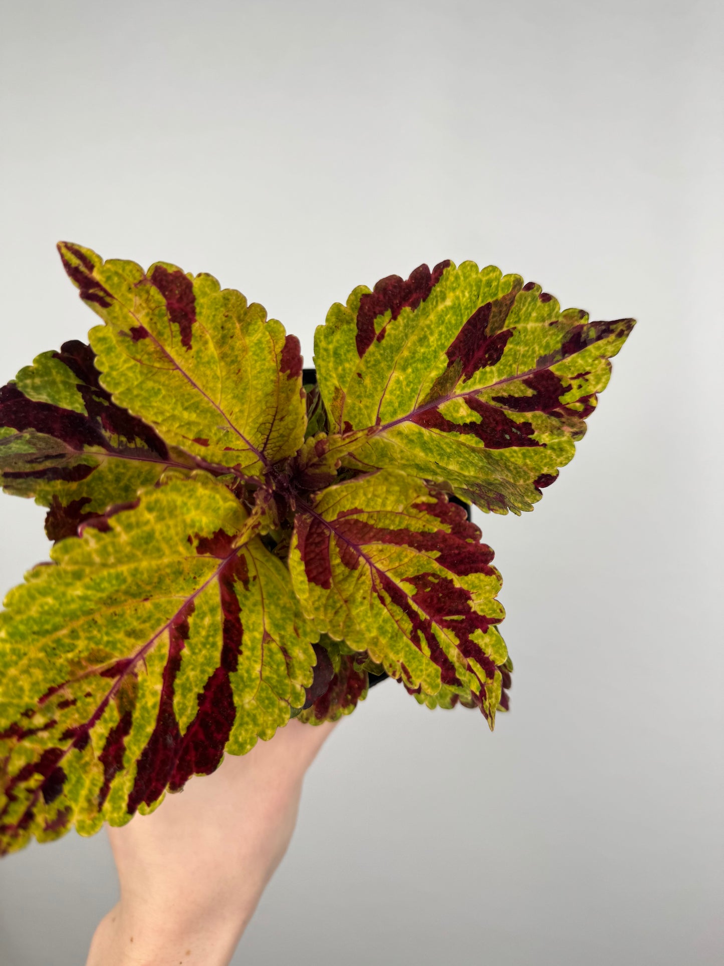 Coleus “Fairway mosaic” | Plectranthus Scutellarioides