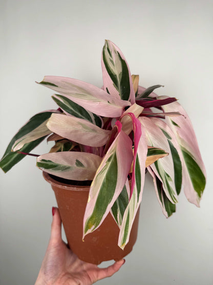 Stromanthe Sanguinea “Triostar” | Valeria