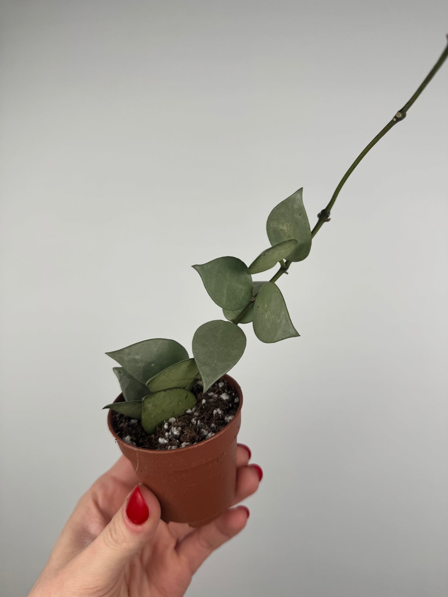 Hoya Krohniana “Eskimo”