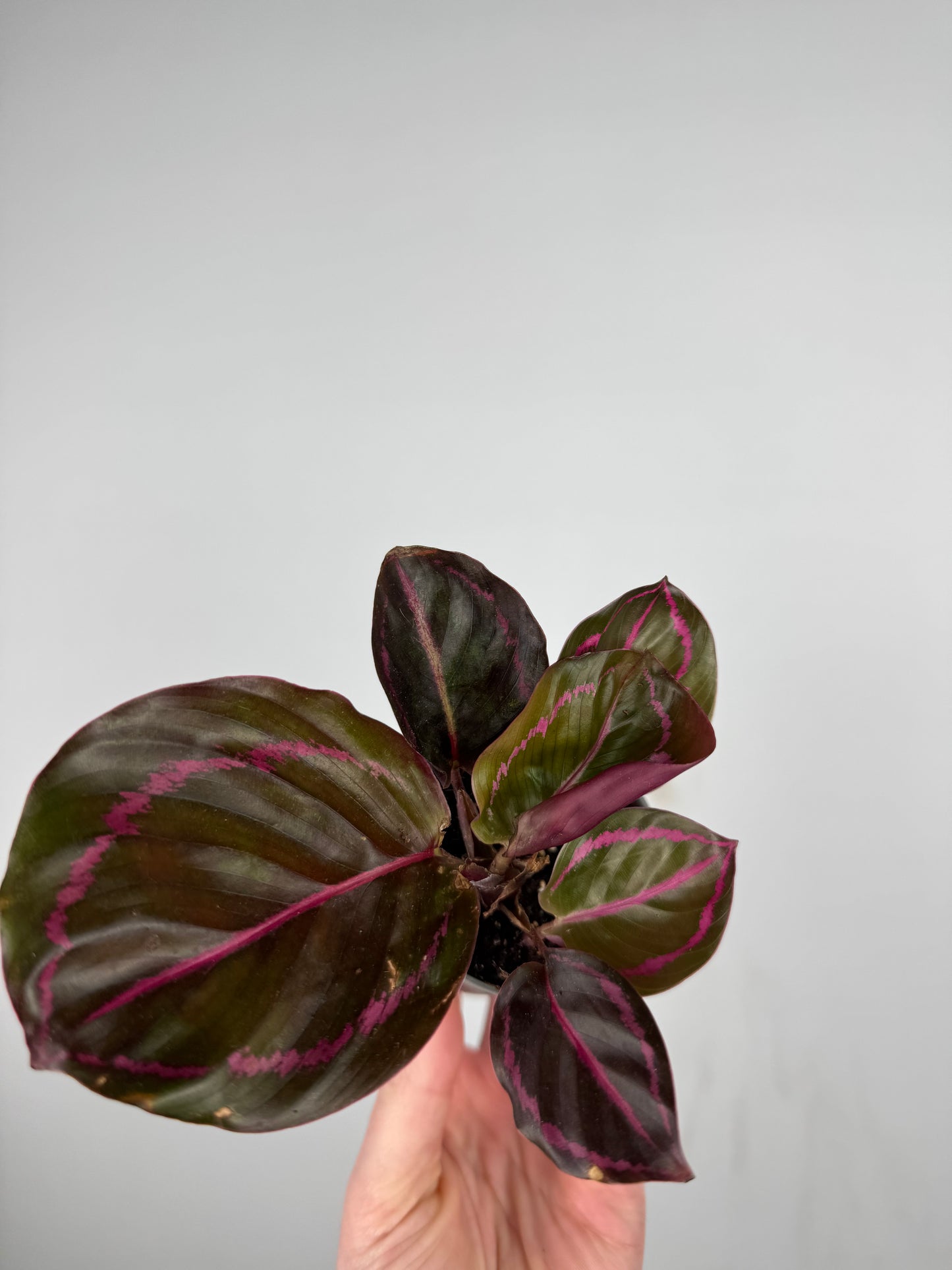 Calathea Roseopicta “Dottie” | Katia