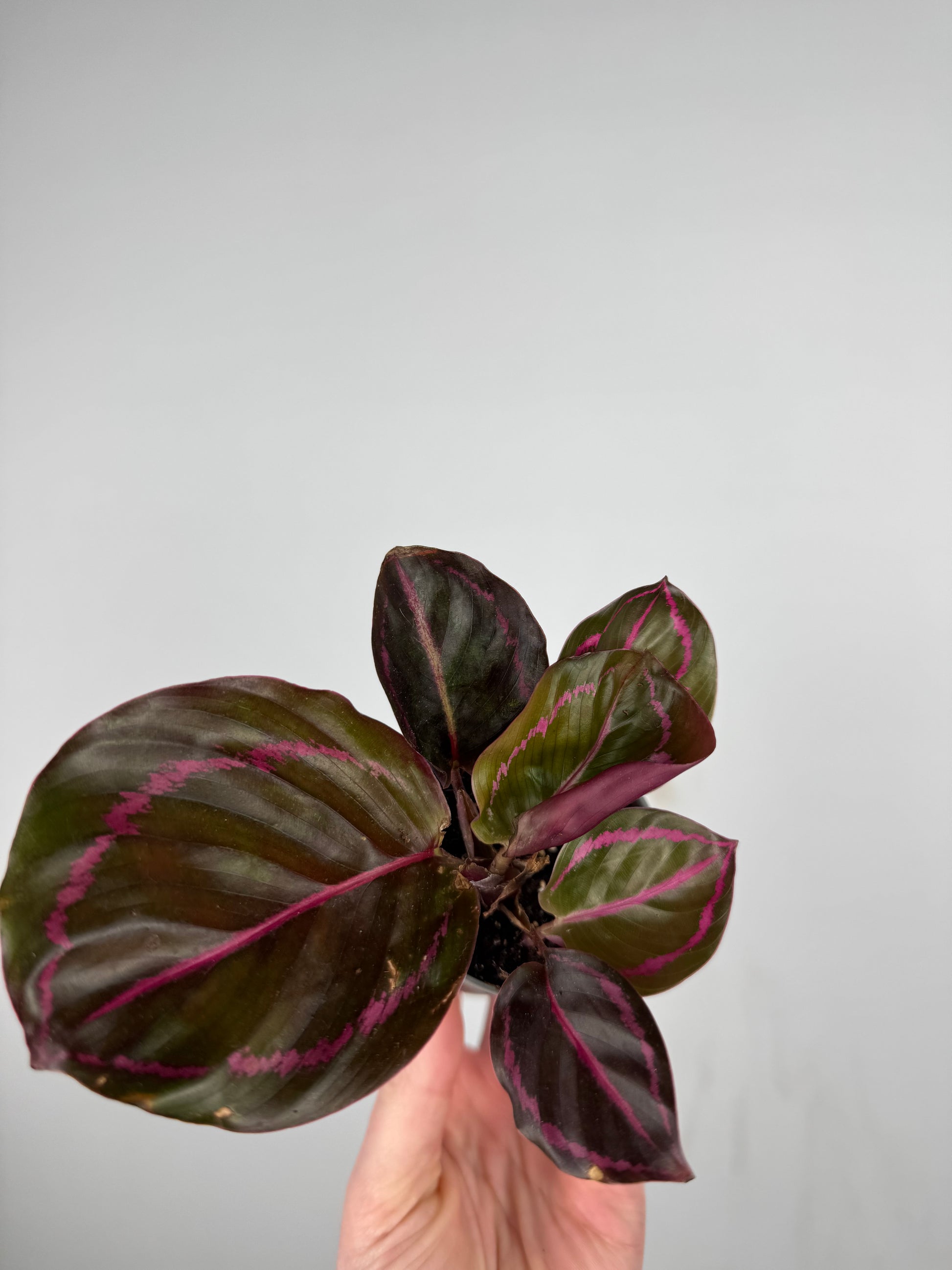 Calathea Roseopicta “Dottie” | Katia