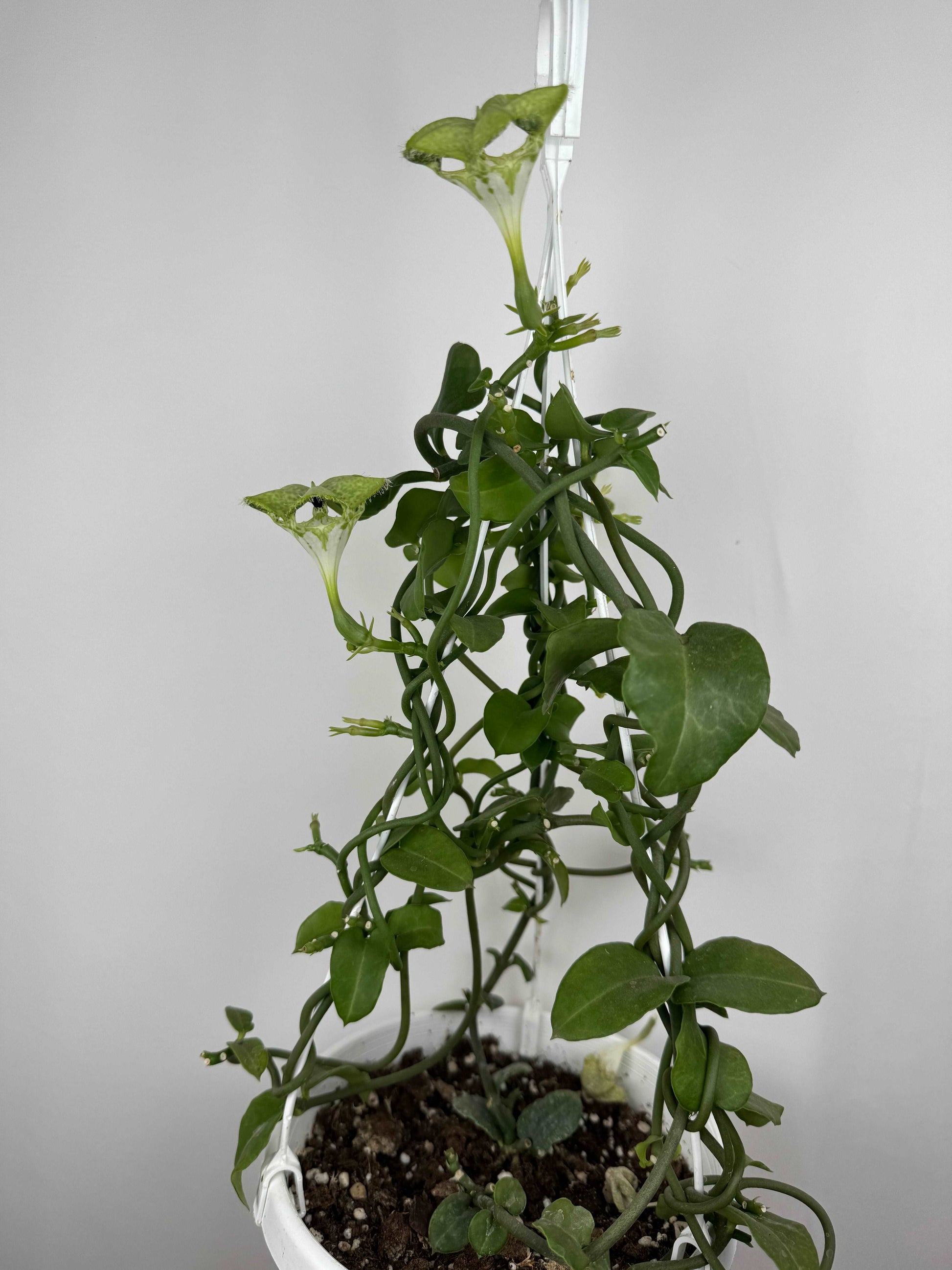 Ceropegia Sandersonii