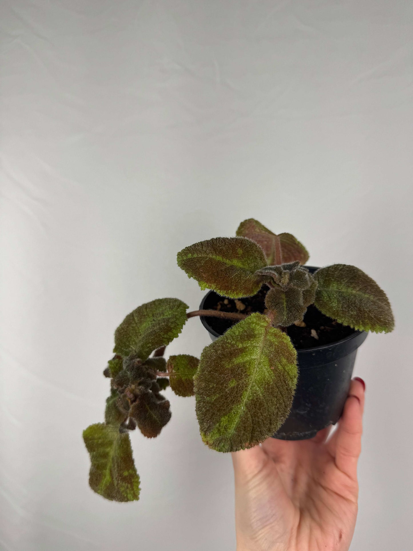 Episcia “Emerald Velvet” |  Clara