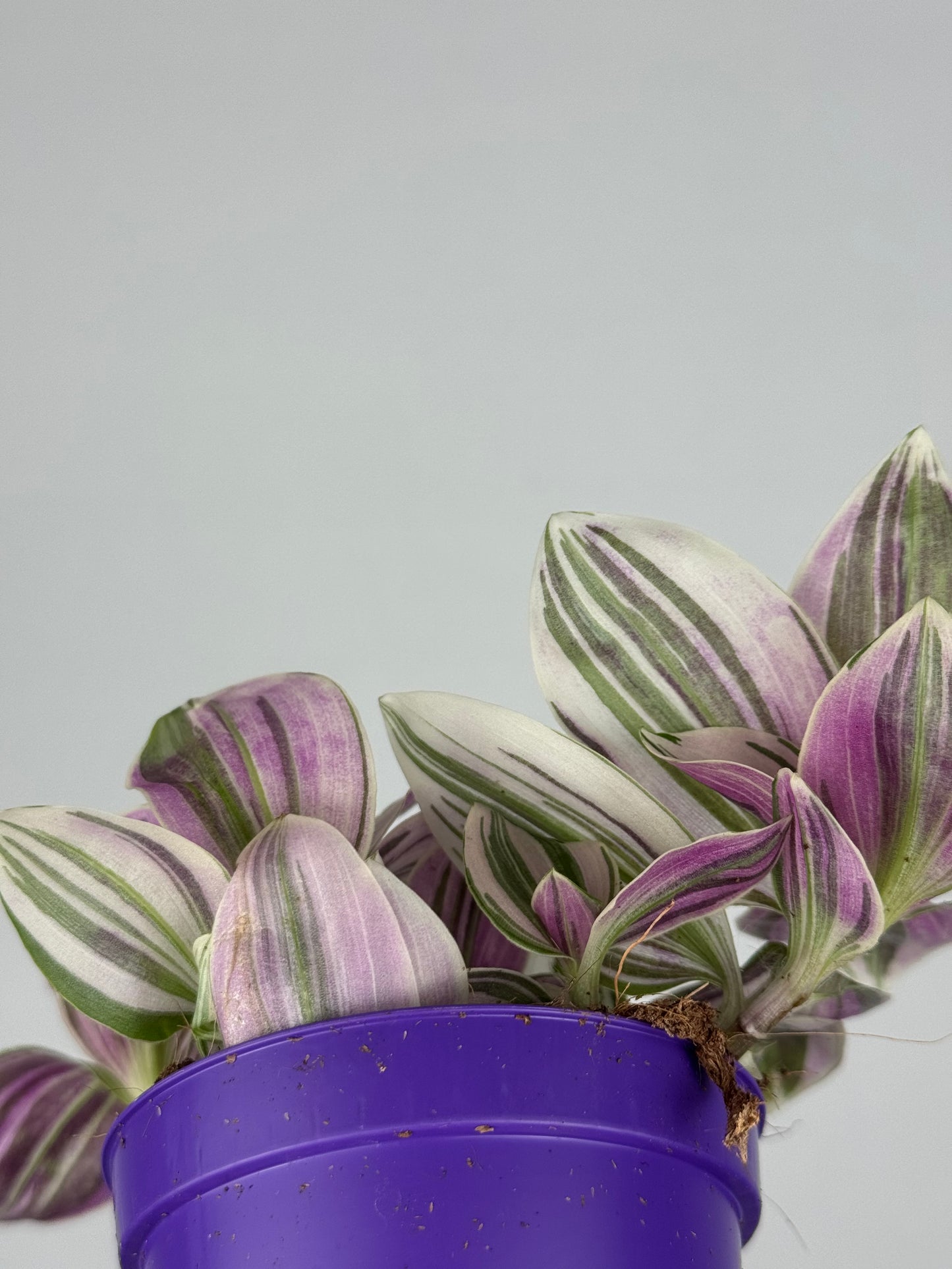 Tradescantia Unicorn