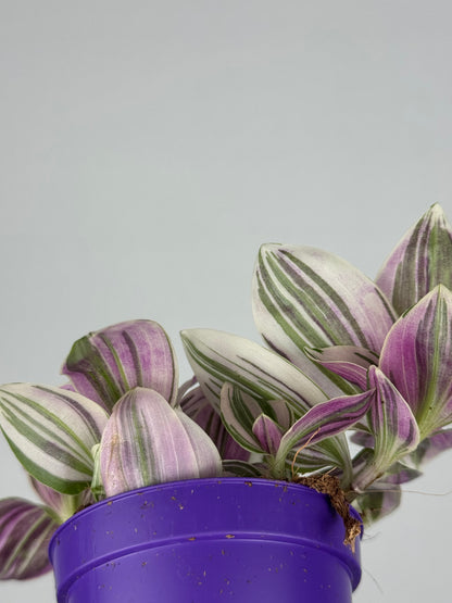 Tradescantia Unicorn