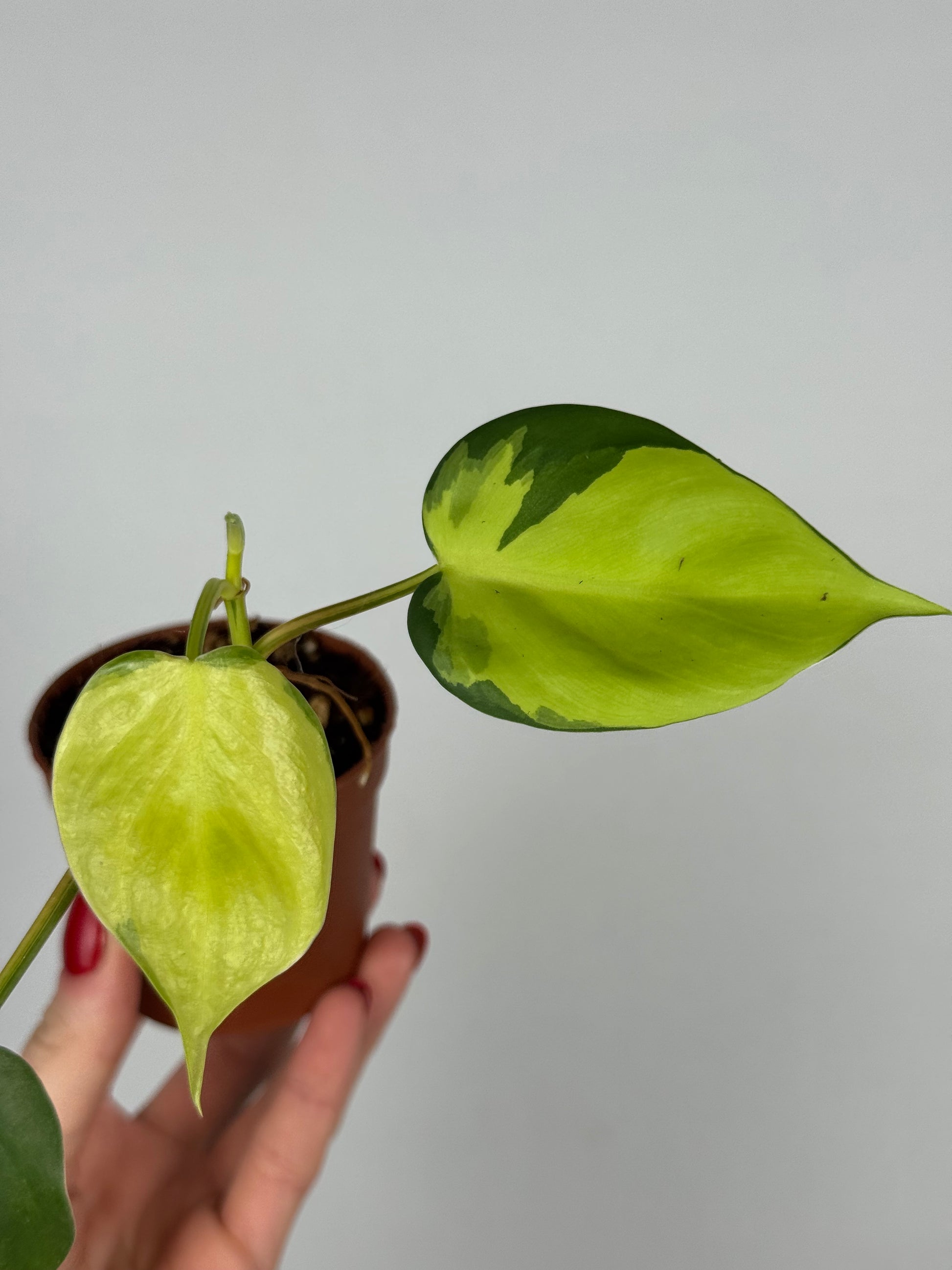 Philodendron Scandens Brasil | Silvano