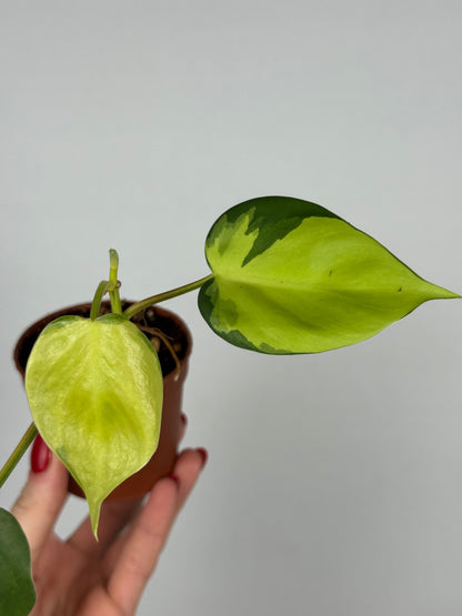 Philodendron Scandens Brasil | Silvano