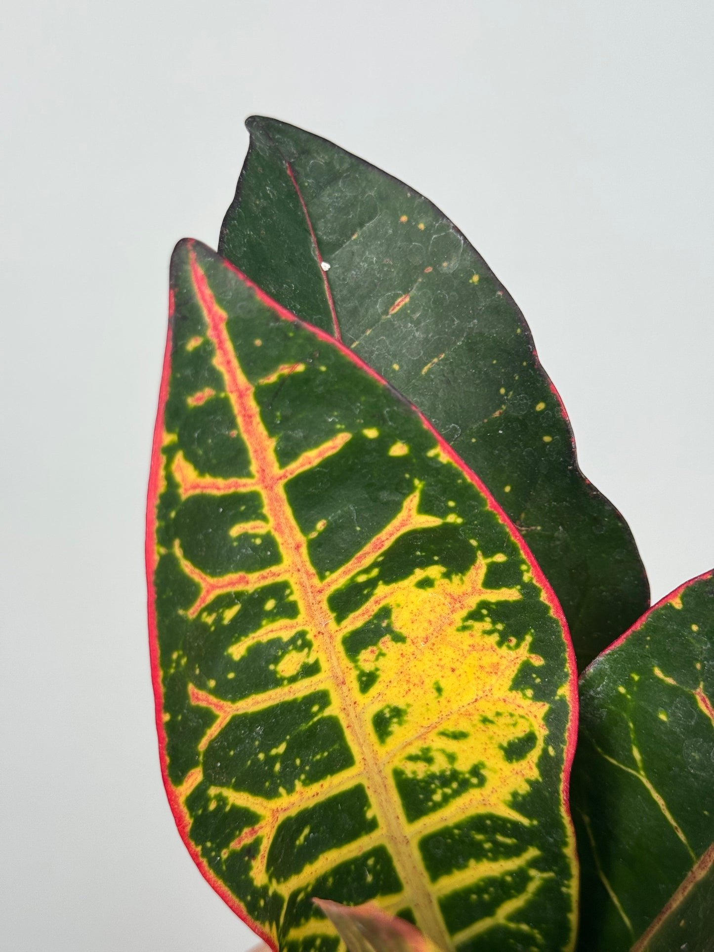 Codiaeum variegatum “Petra”