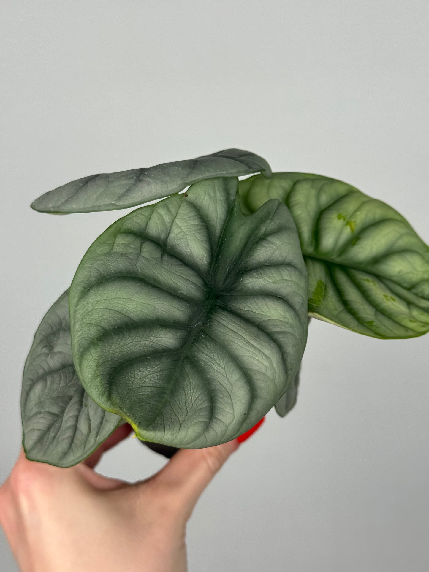 Alocasia “Silver Dragon”