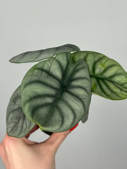 Alocasia “Silver Dragon”