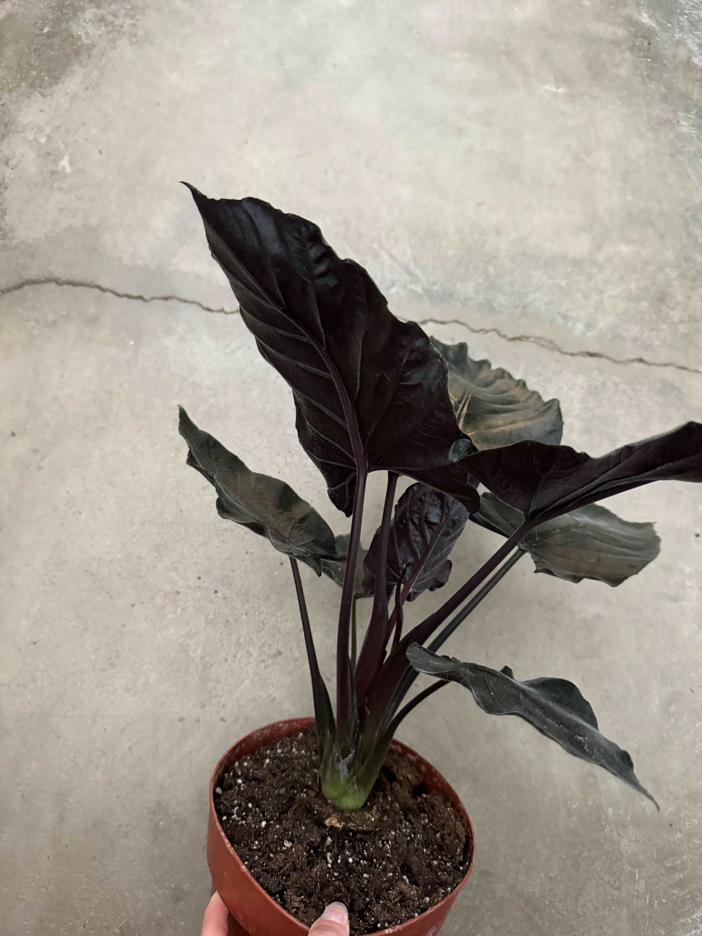 Alocasia Chienlii “Antoro Velvet”