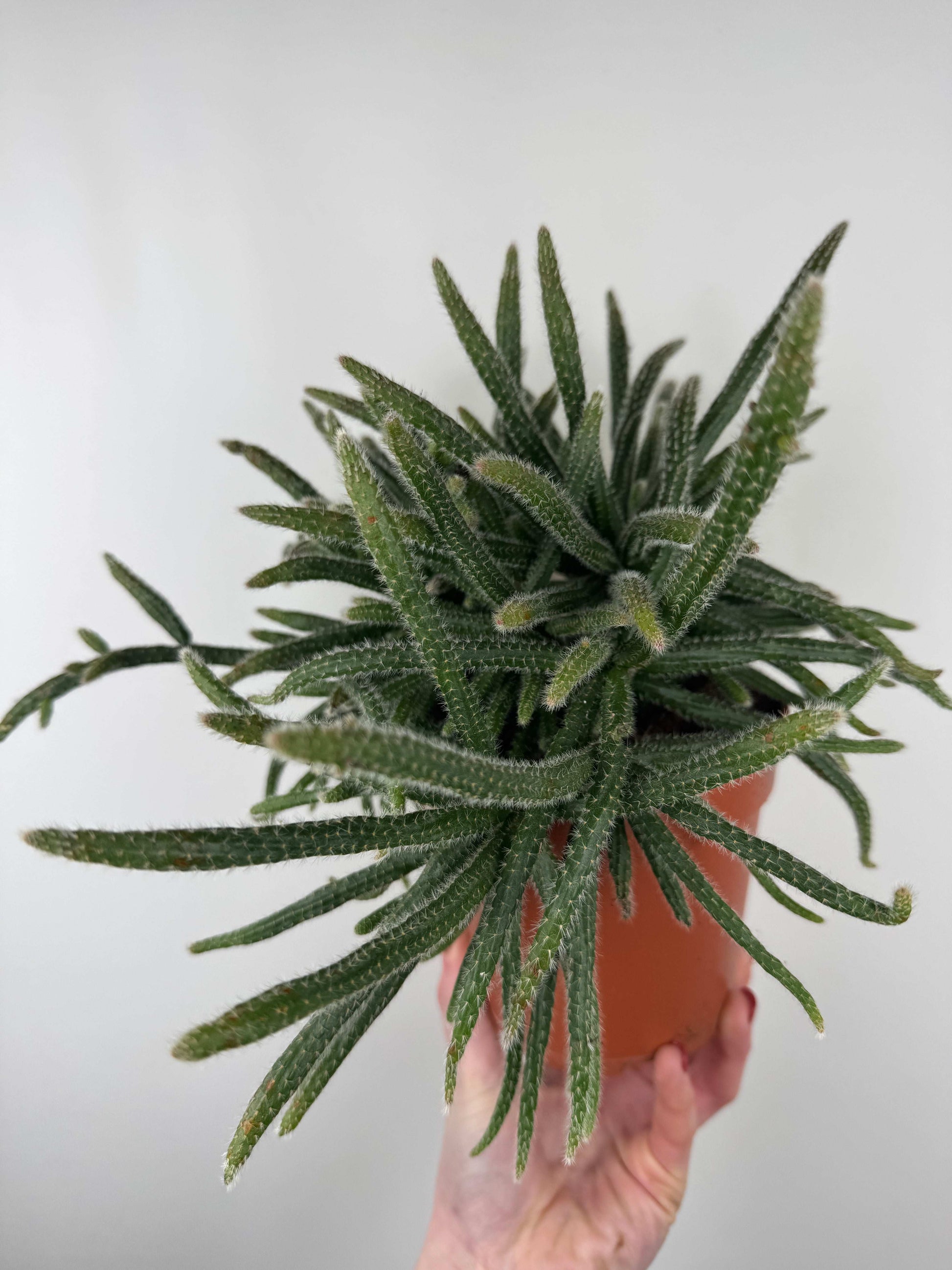 Rhipsalis Baccifera “Horrida”
