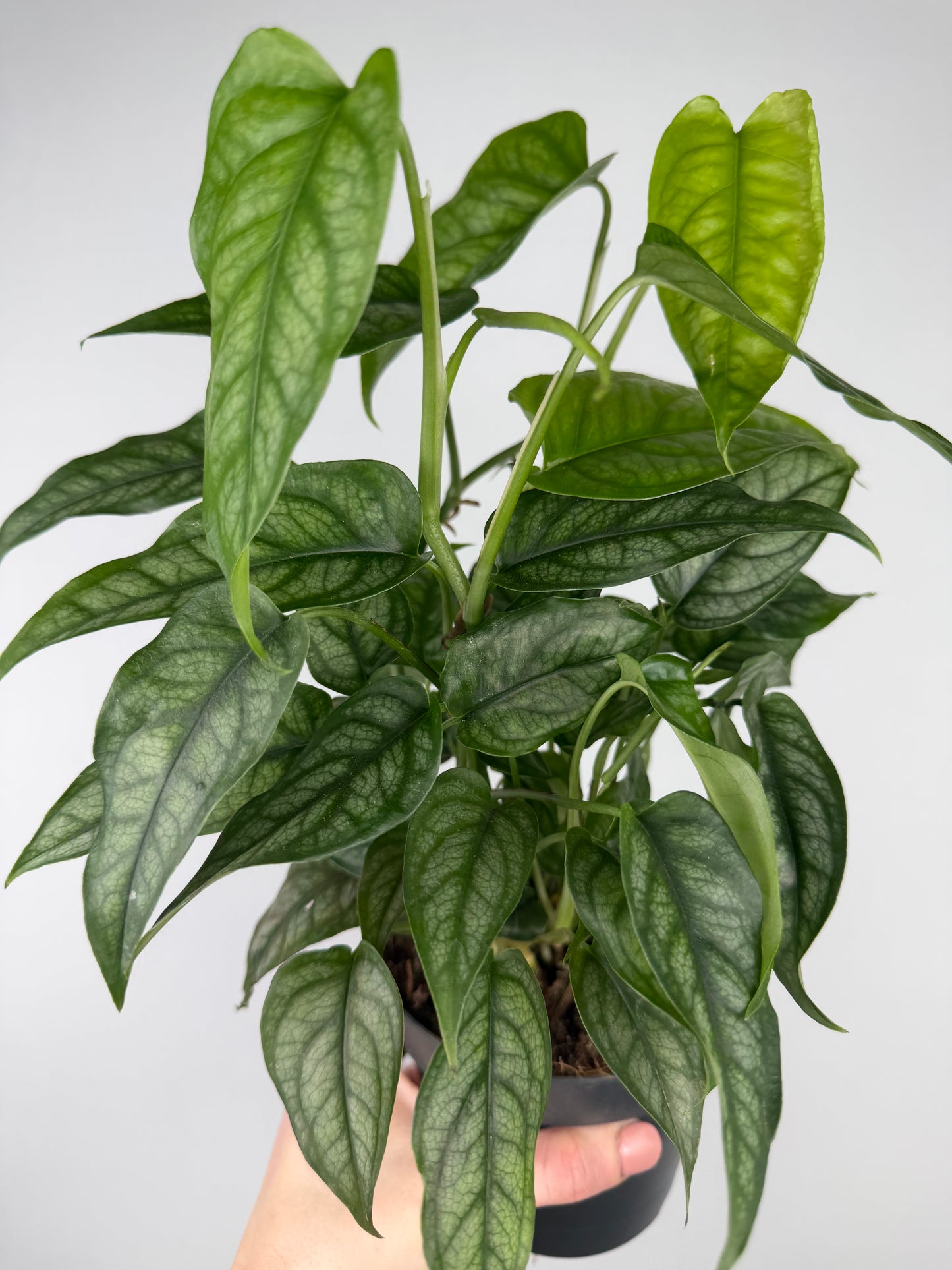Monstera Siltepecana Monstera Tropical Corner
