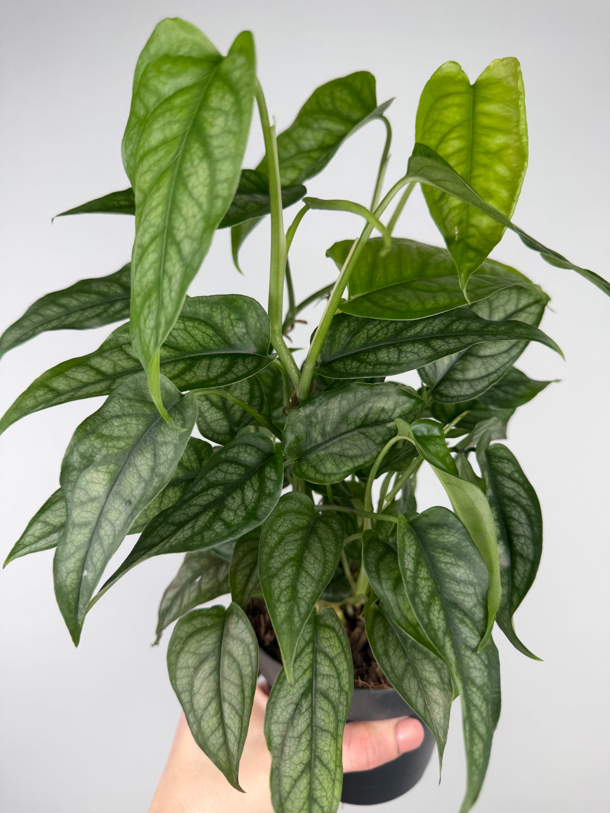 Monstera Siltepecana Monstera Tropical Corner