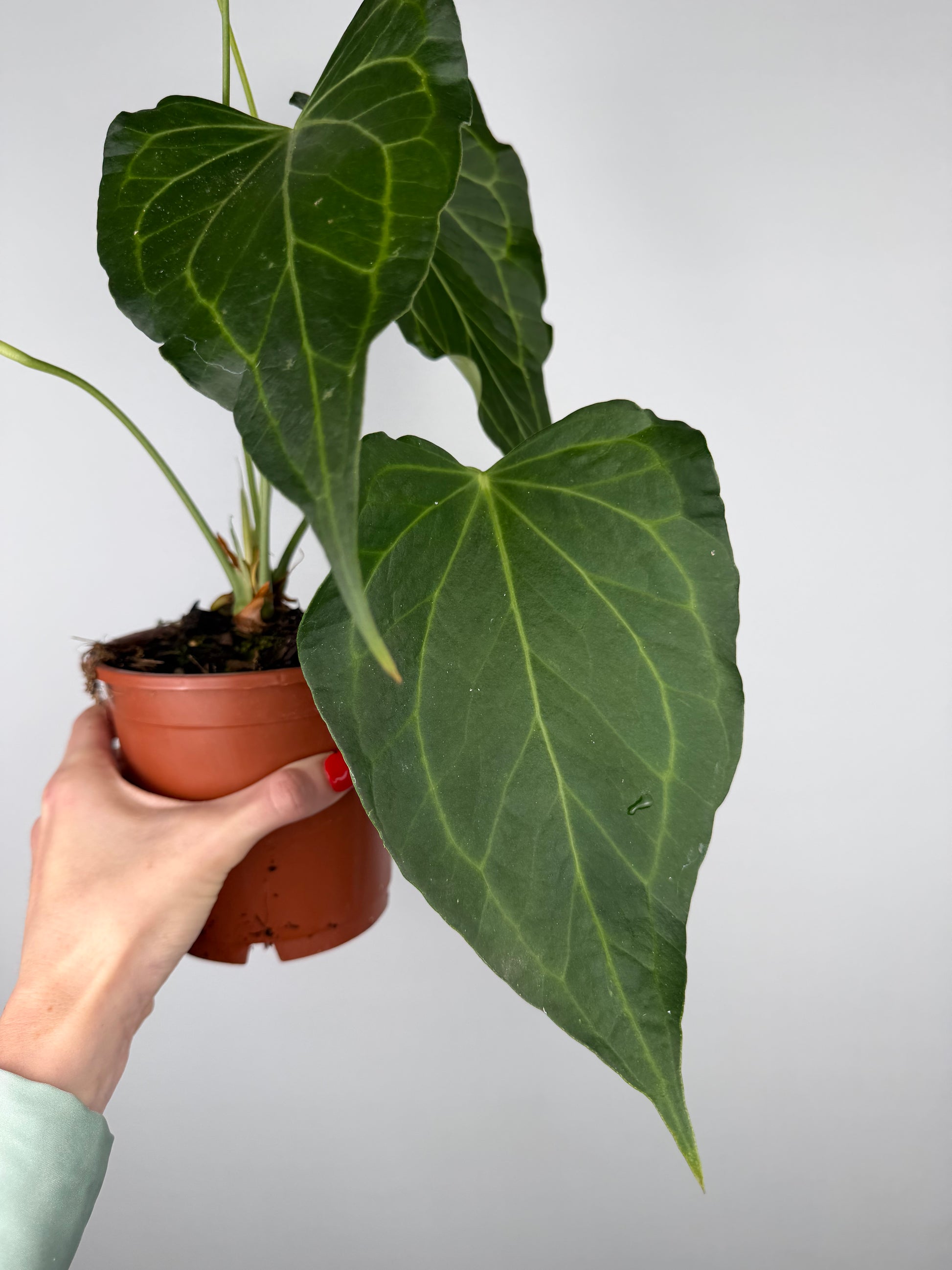 Anthurium Delta Force