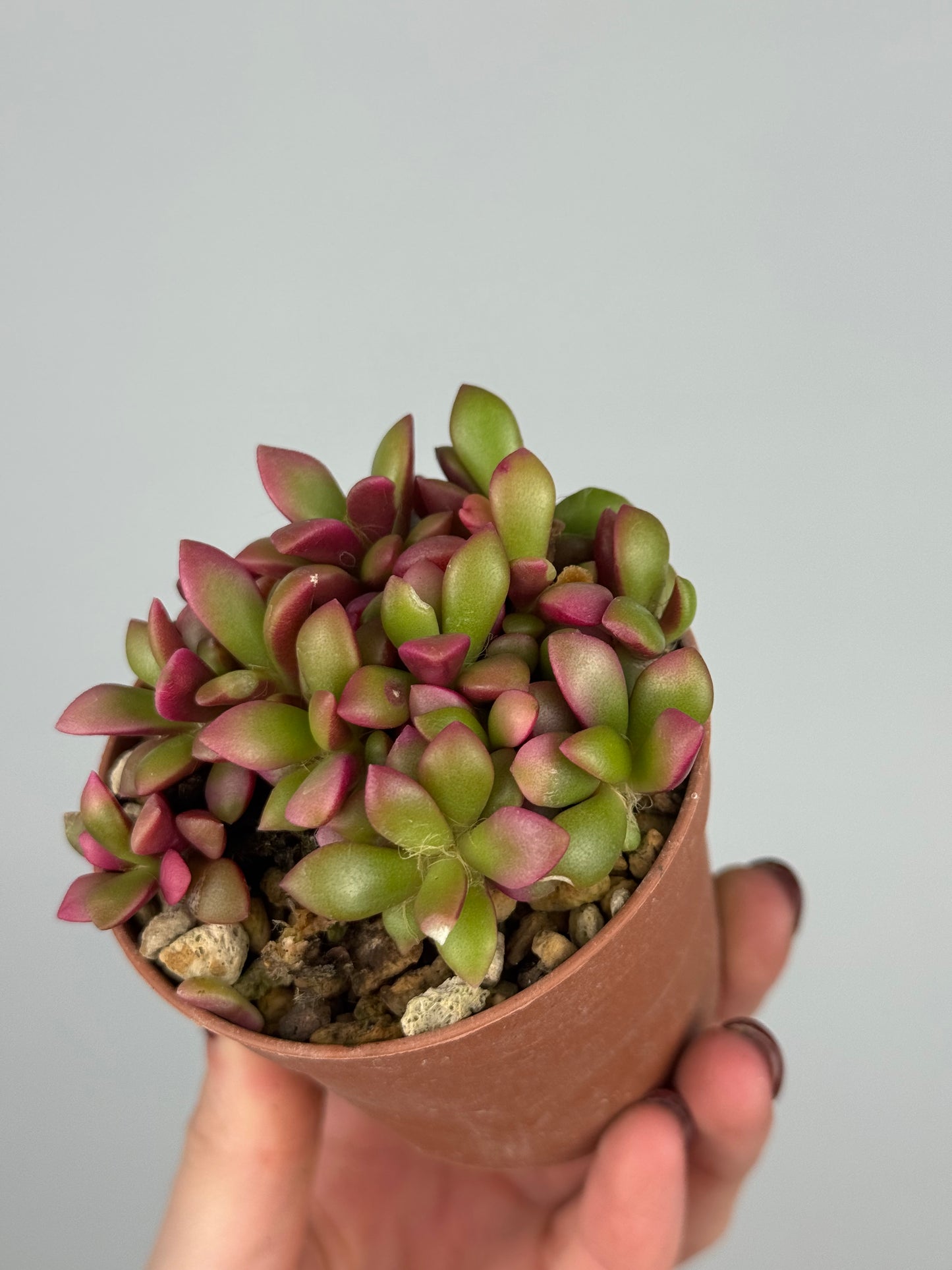 Anacampseros Rufescens variegato