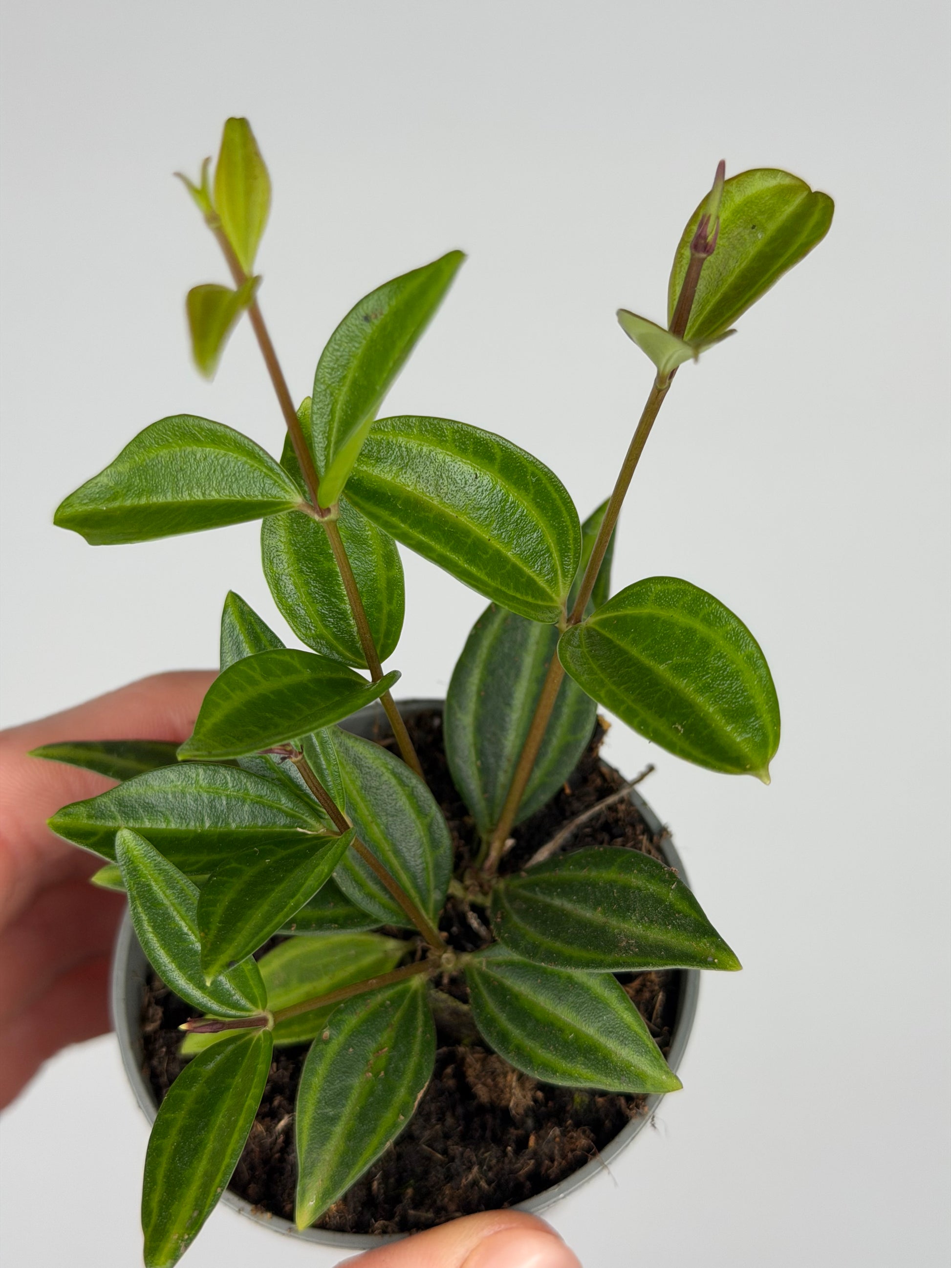 Peperomia 'Stripes' Peperomia Tropical Corner