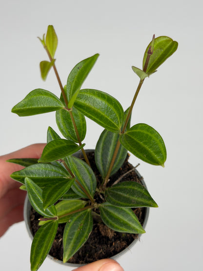 Peperomia 'Stripes' Peperomia Tropical Corner